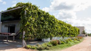 Celler-GallinasFocas-1-300x169