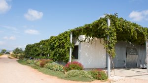 Celler-GallinasFocas-12-300x169