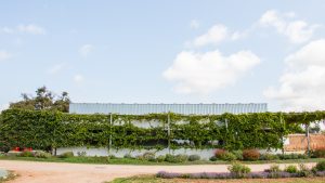 Celler-GallinasFocas-13-300x169